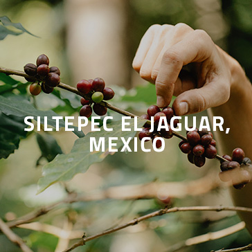 Razer Cafe Siltepec Eljaguar Mexico